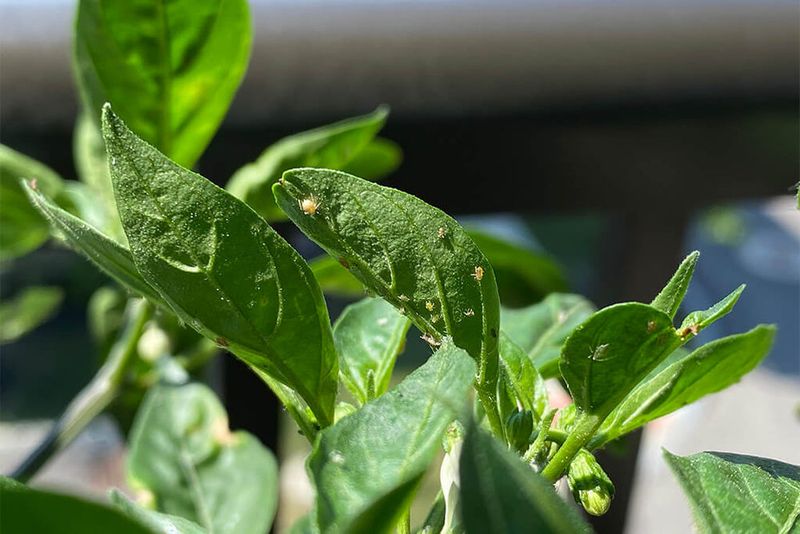 Aphids Are Clustering On Tender Leaves Aphids Are Clustering On Tender Leaves