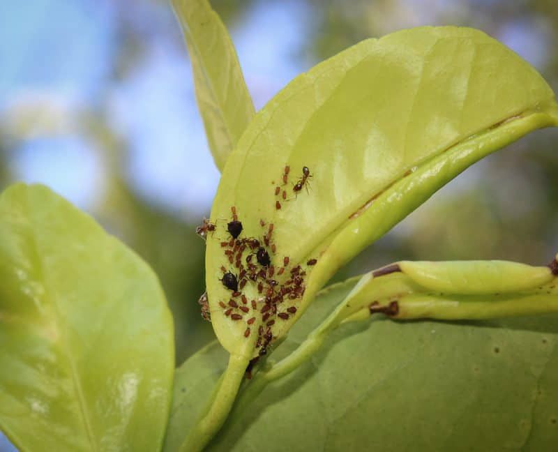 Aphids Can Cause Similar Curling