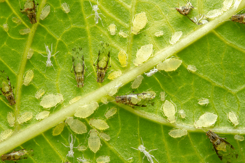 Aphids Can Leave Leaves Covered In Sooty Mold