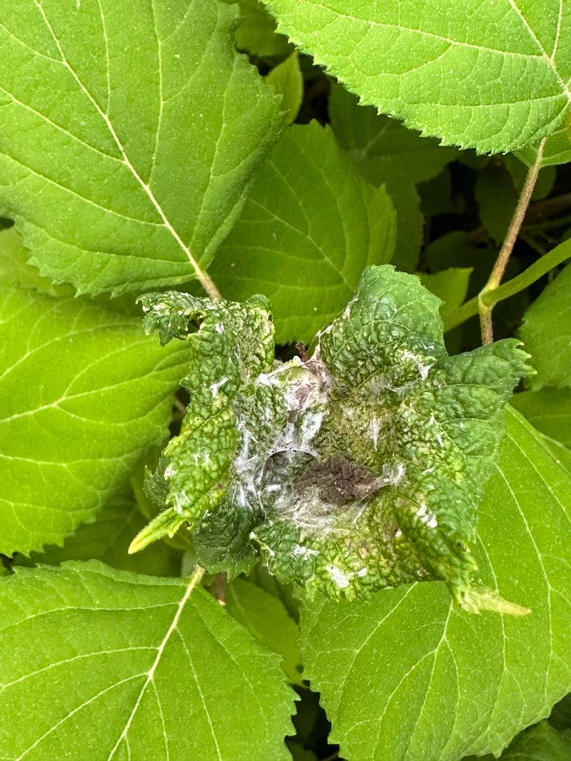 Aphids Produce A Sweet Substance Ants Want