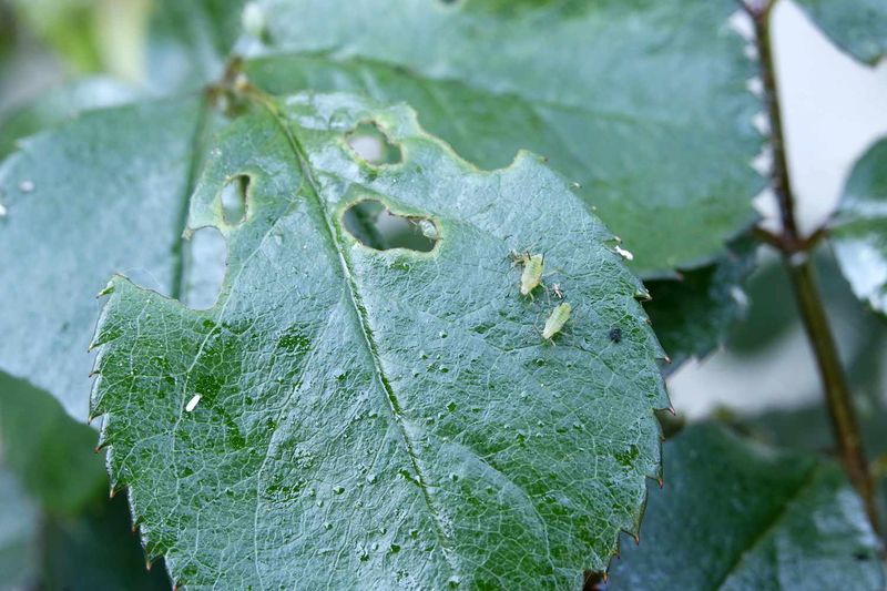Aphids leave clues before they drain a plant