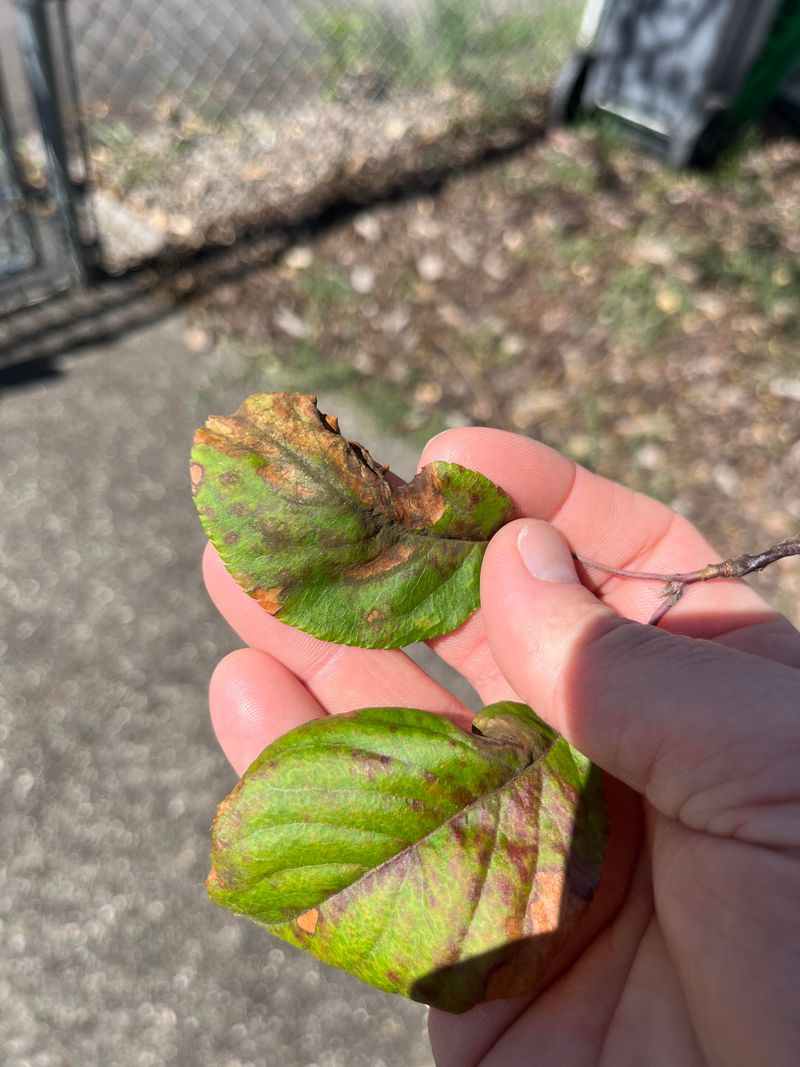 Apple And Crabapple Leaves Harbor Scab Spores All Winter Apple And Crabapple Leaves Harbor Scab Spores All Winter