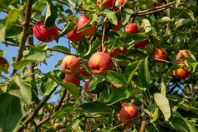 Apple Trees