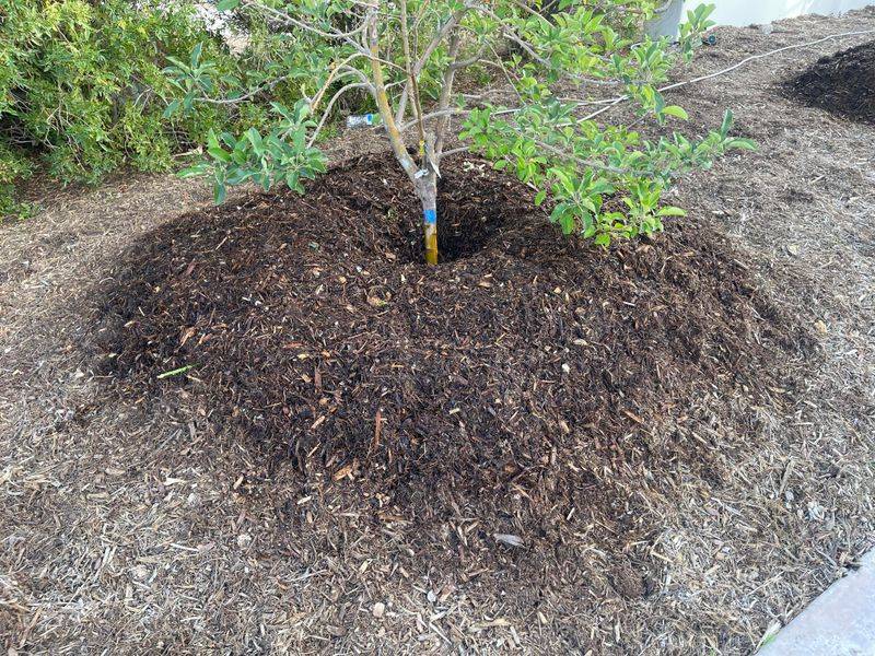 Apple Trees Benefit From A Nutrient Boost