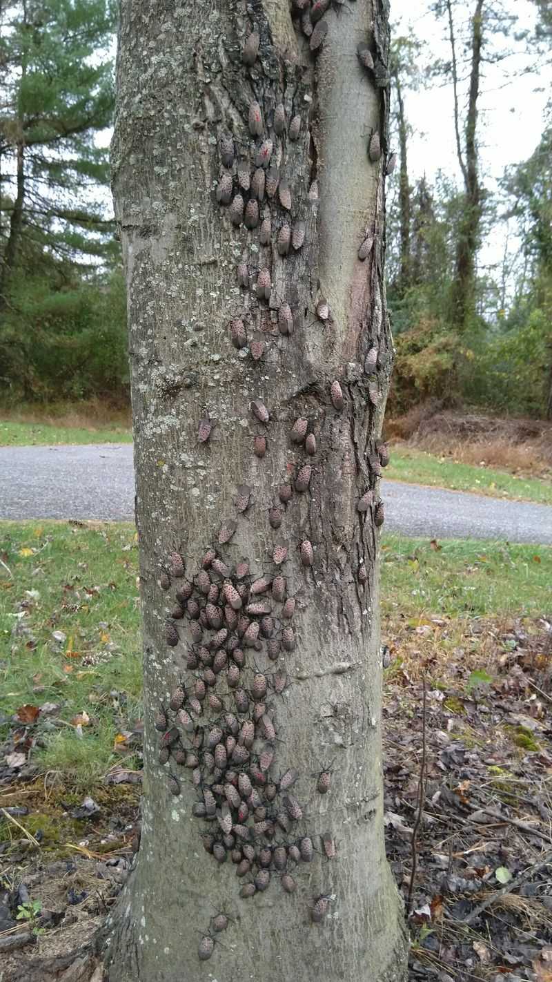 Apple Trees May See Lanternfly Activity In Late Summer And Fall Apple Trees May See Lanternfly Activity In Late Summer And Fall