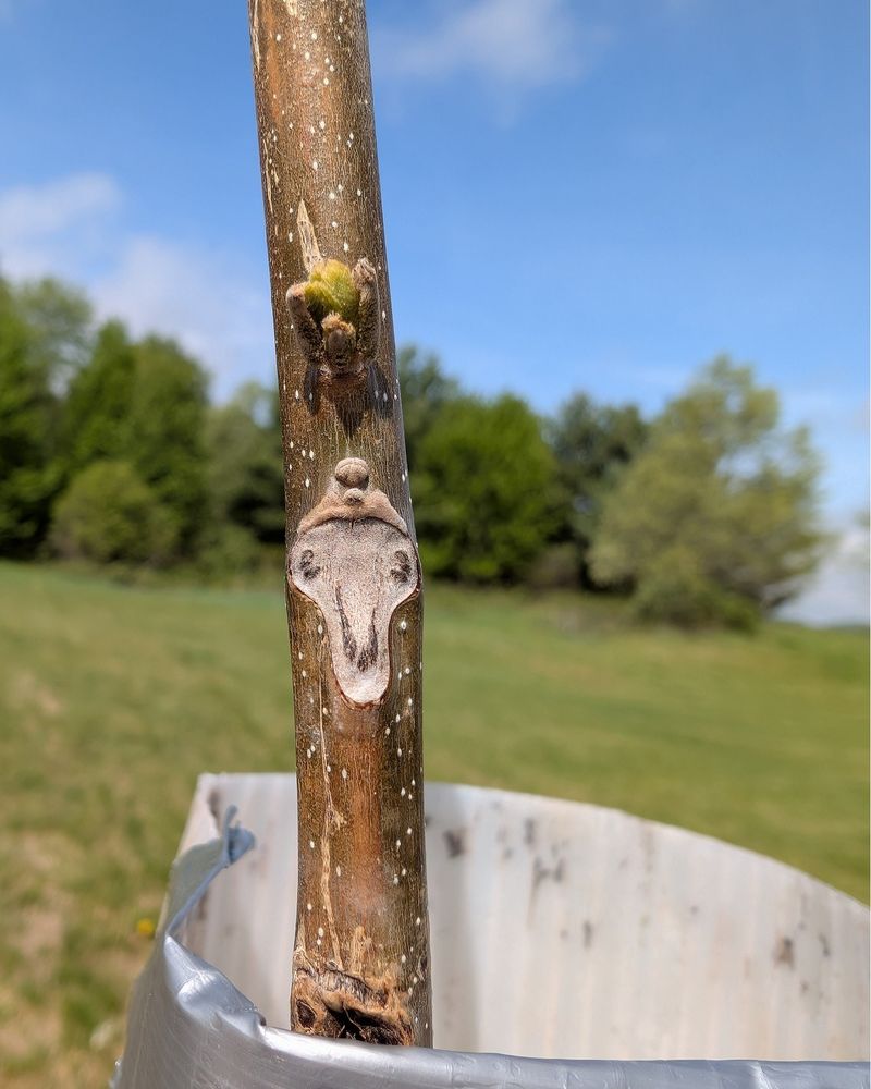 Apple Trees Struggle To Establish Healthy Roots