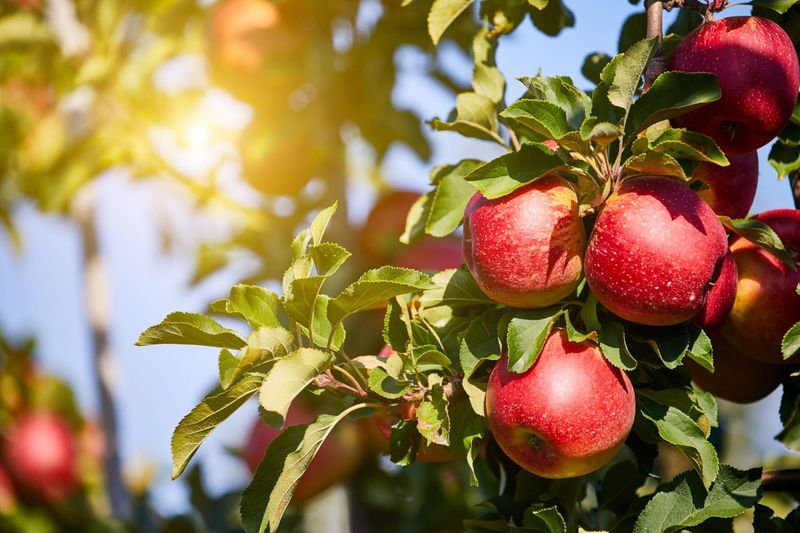 Apples - High-Elevation Texas Areas