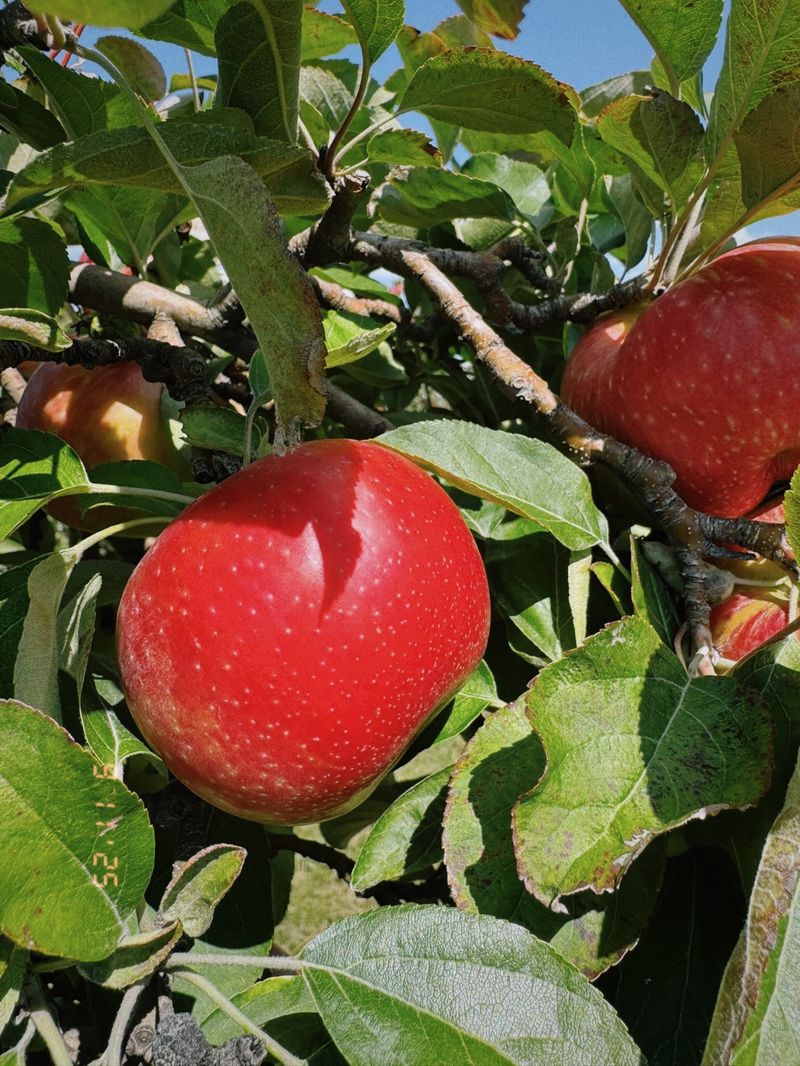 Apples