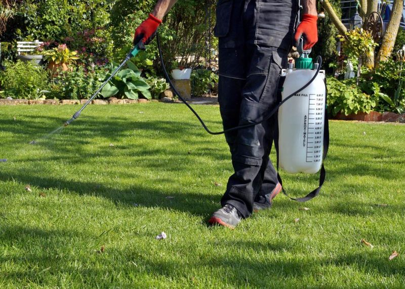 Apply A Fall Broadleaf Weed Treatment Apply A Fall Broadleaf Weed Treatment