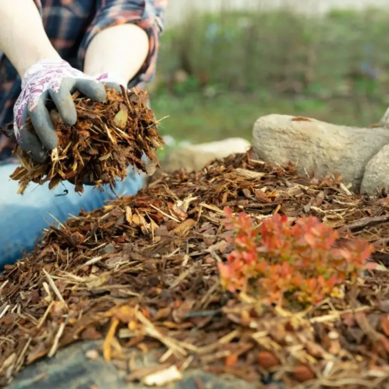 Apply Mulch for Arizona Soil Health and Water Savings