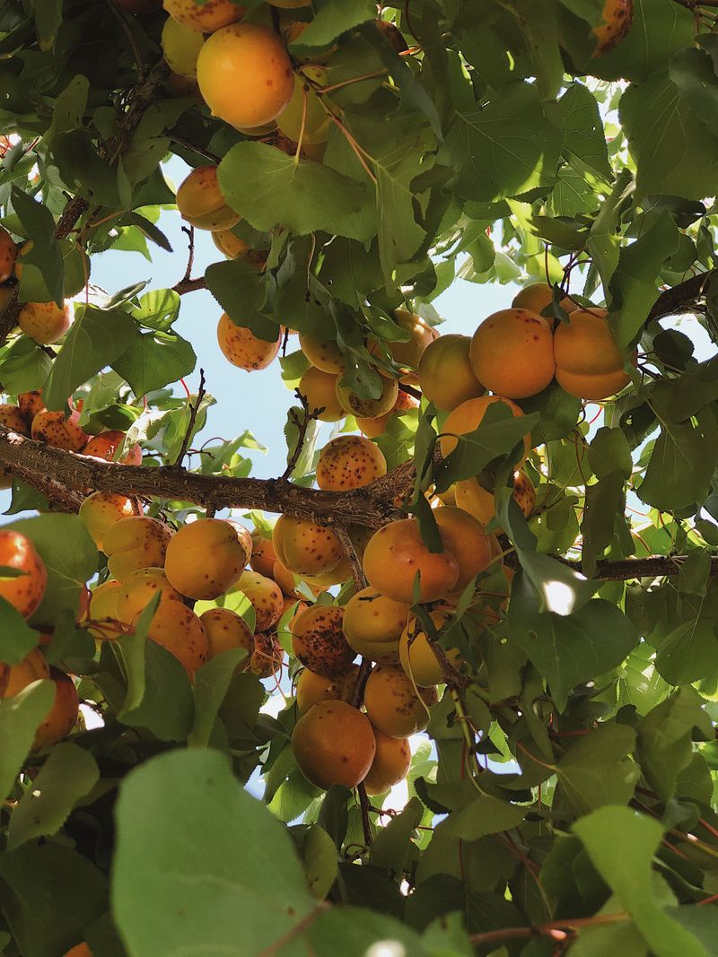 Apricot Trees And Their Fungal Guests Apricot Trees And Their Fungal Guests