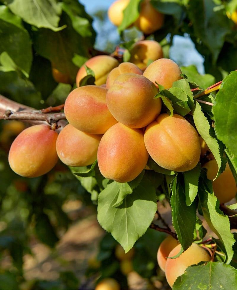 Apricot Trees