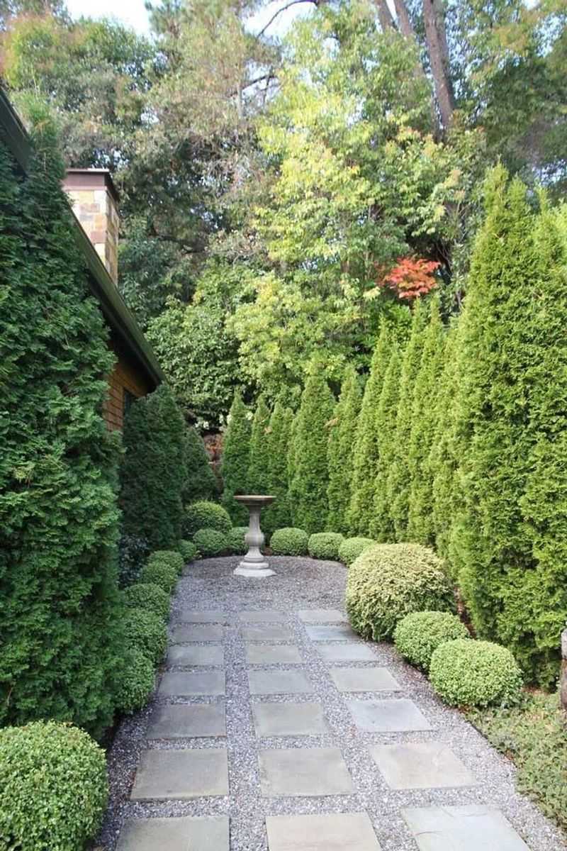 Arborvitae and Boxwood Arborvitae and Boxwood