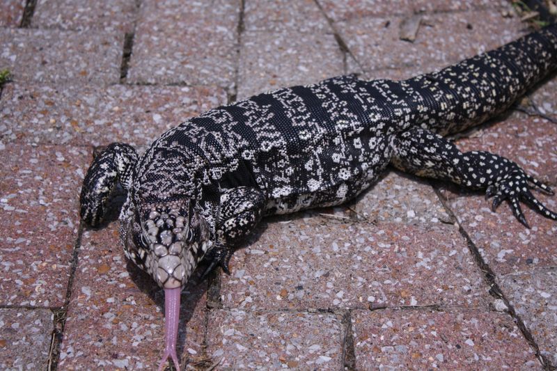 Argentine Tegus Can Grow Up To Four Feet Long