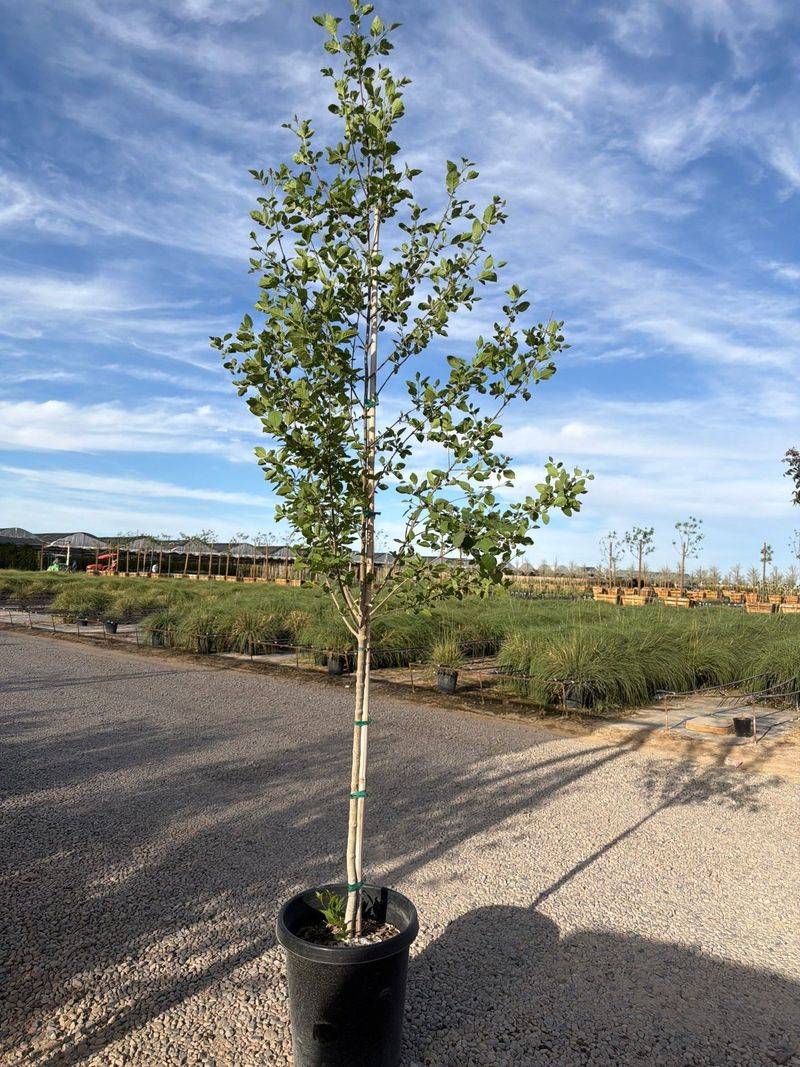 Arizona Ash Arizona Ash