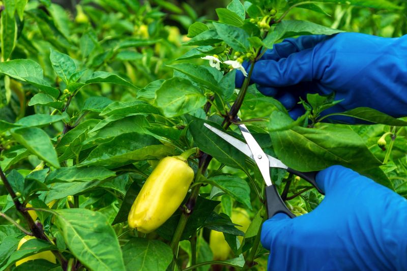 Arizona Chili Perennial Care: Pruning for Extended Harvests