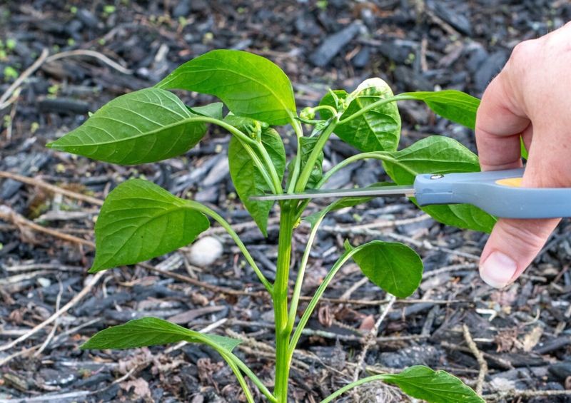 Arizona Chili Topping and Hard Pruning for Peak Production