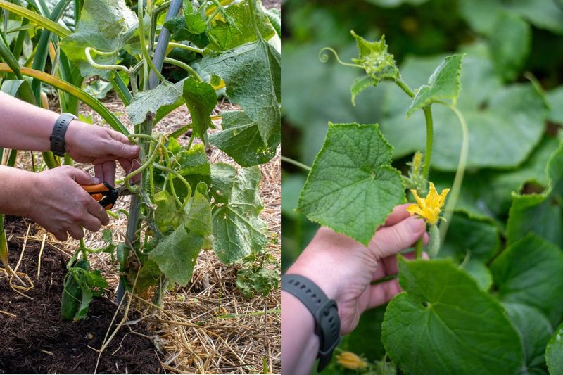 Arizona Cucumber Airflow: Focusing Energy on Fruit