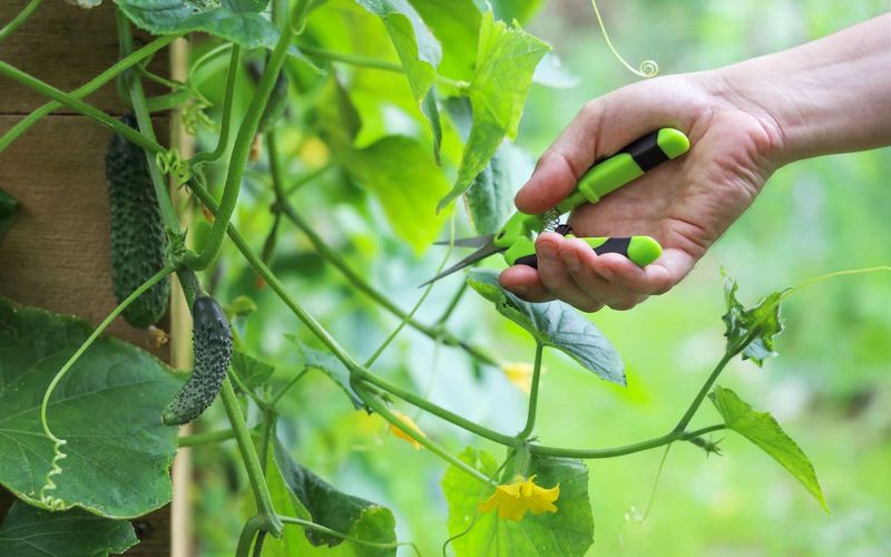 Arizona Cucumber Varieties: Knowing When and How to Prune