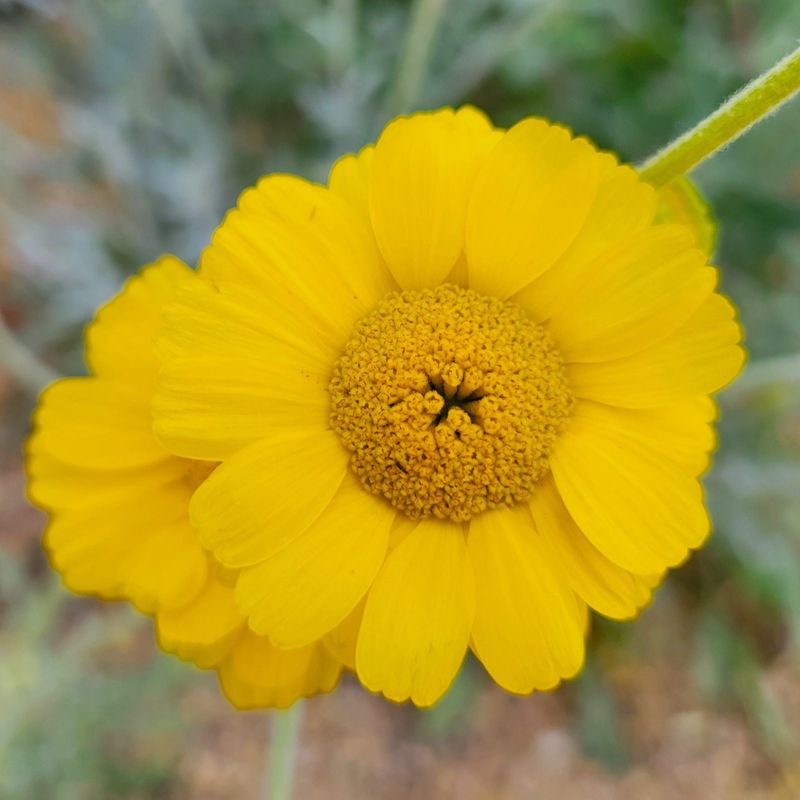 Arizona Desert Marigold Arizona Desert Marigold