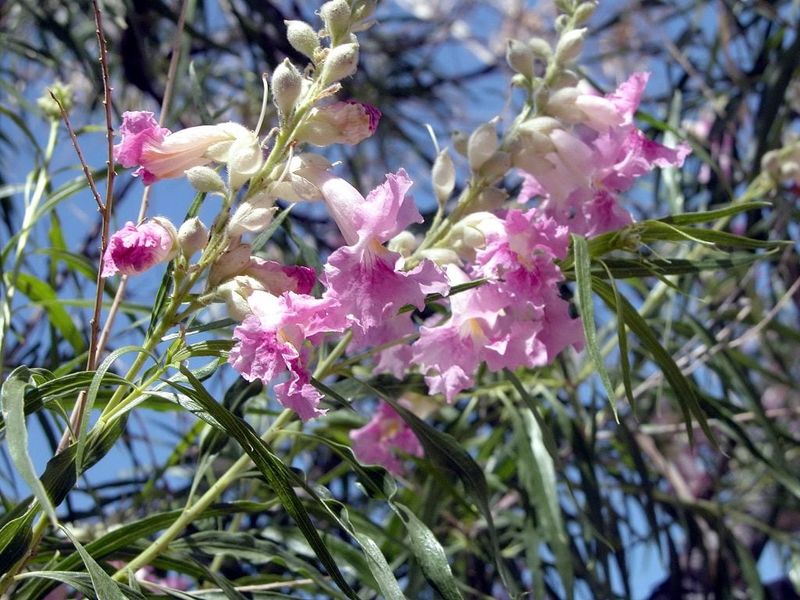 Arizona Desert Willow Arizona Desert Willow