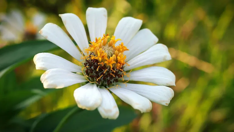 Arizona Desert Zinnia Arizona Desert Zinnia