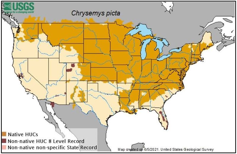 Arizona Does Not Have Established Eastern Copperheads Arizona Does Not Have Established Eastern Copperheads