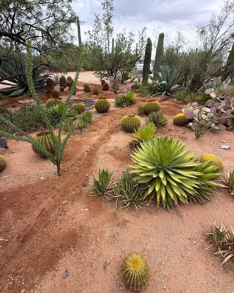 Arizona Elevation, Heat, and Soil Set the Planting Limits