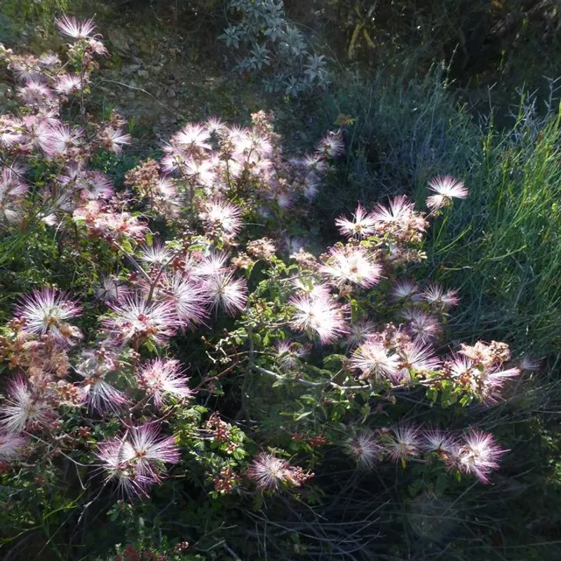 Arizona Fairy Duster Arizona Fairy Duster