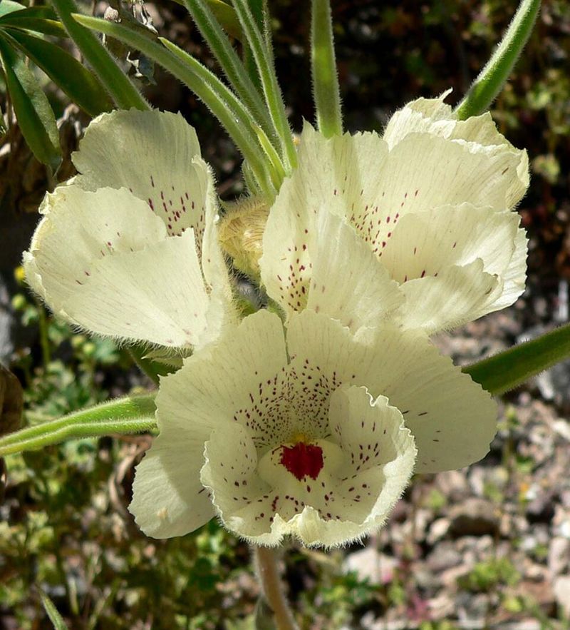 Arizona Ghost Flower Arizona Ghost Flower