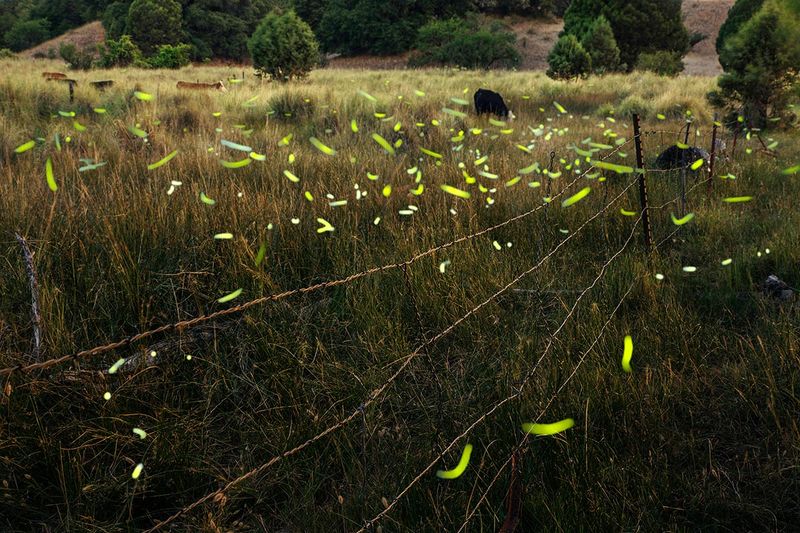 Arizona Has Fireflies, but Residential Decline Remains Unproven Arizona Has Fireflies, but Residential Decline Remains Unproven
