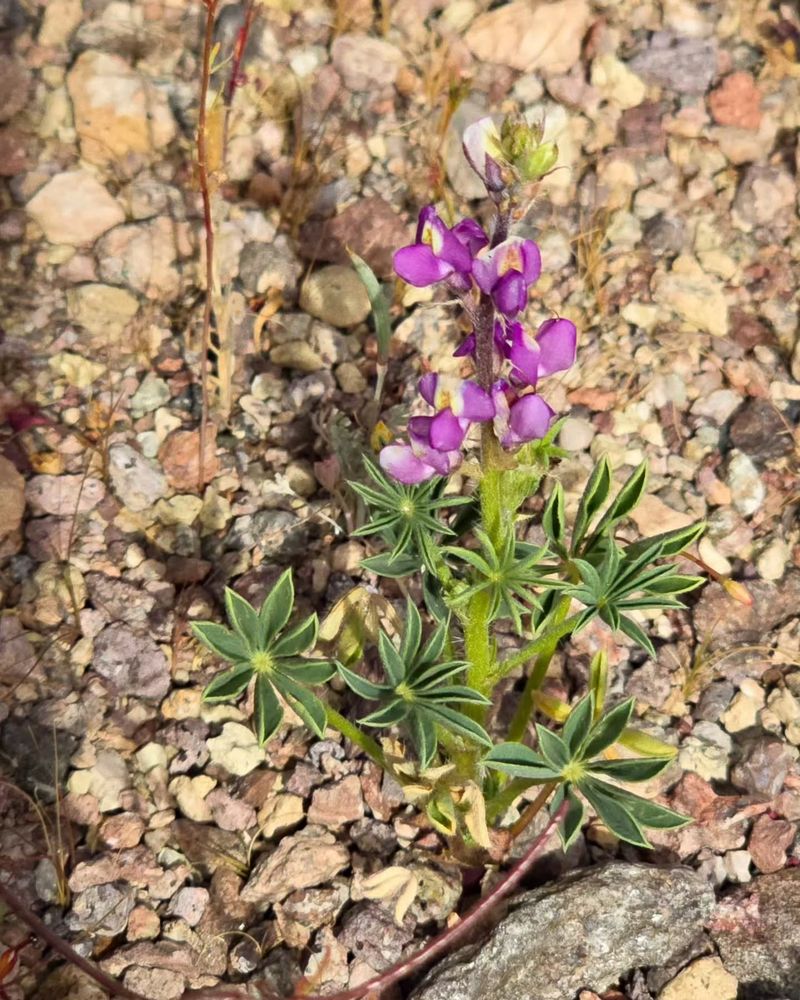Arizona Lupine Arizona Lupine