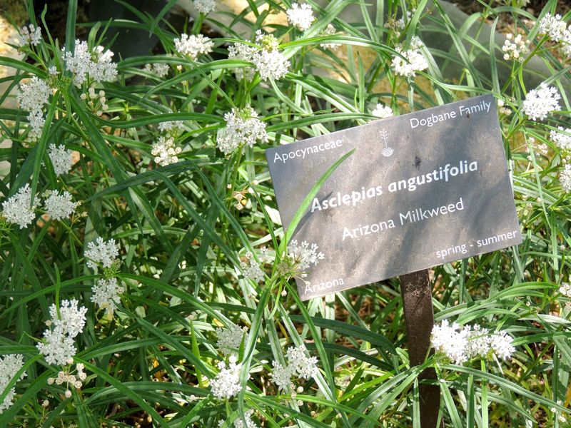 Arizona Milkweed Feeds The Firefly Food Web