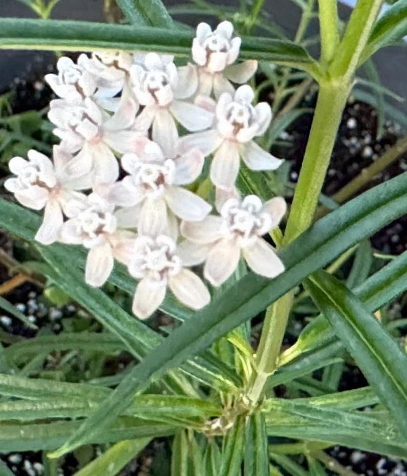 Arizona Milkweed Arizona Milkweed