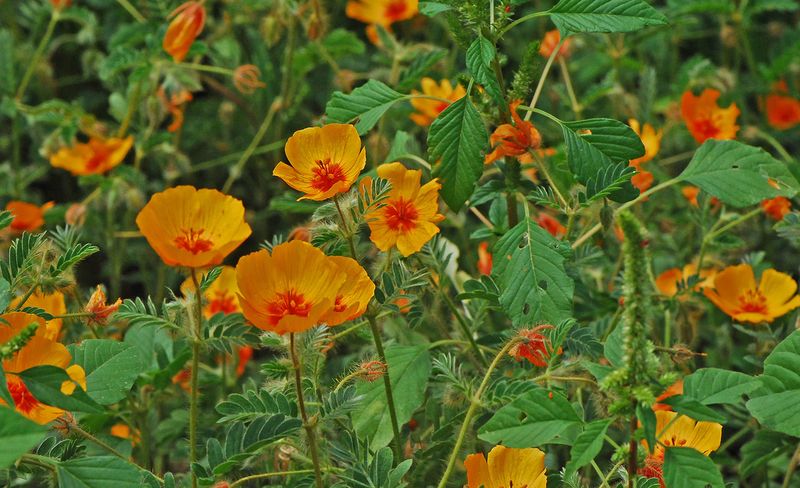 Arizona Poppy (Kallstroemia grandiflora)