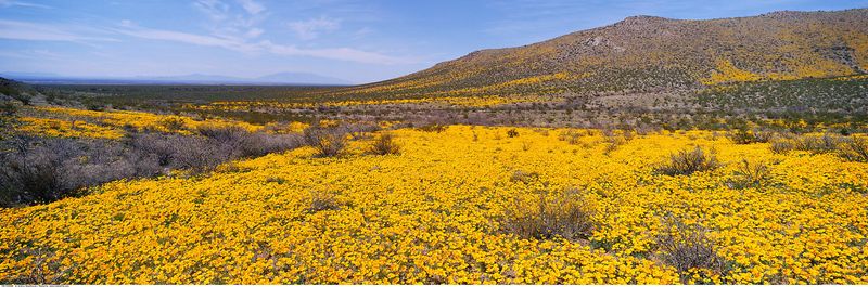 Arizona Poppy