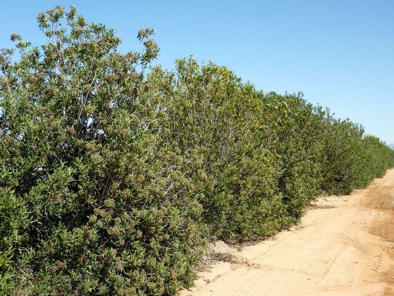 Arizona Rosewood