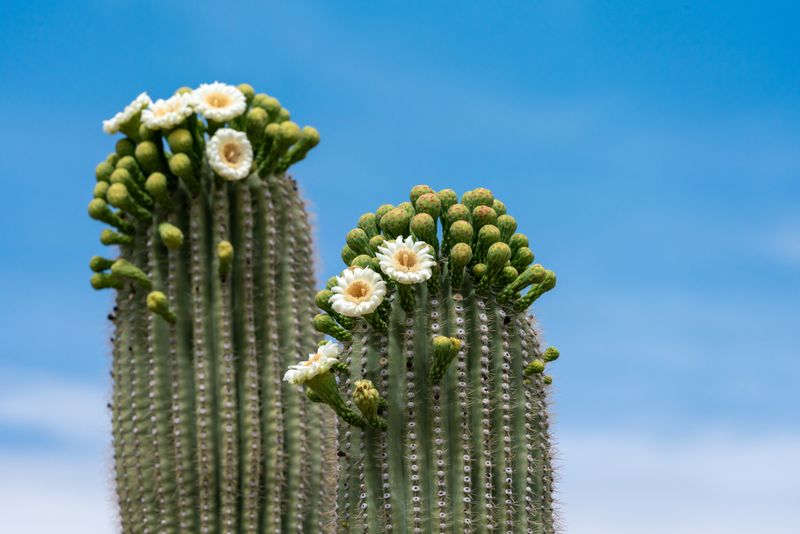 Arizona Saguaro Cactus Blossom Arizona Saguaro Cactus Blossom