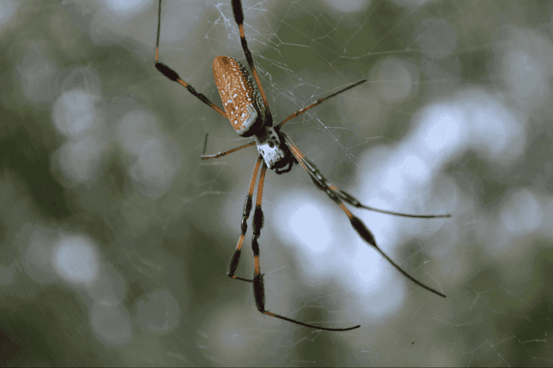 Arizona Spiders Will Not Solve Every Pest Problem Arizona Spiders Will Not Solve Every Pest Problem