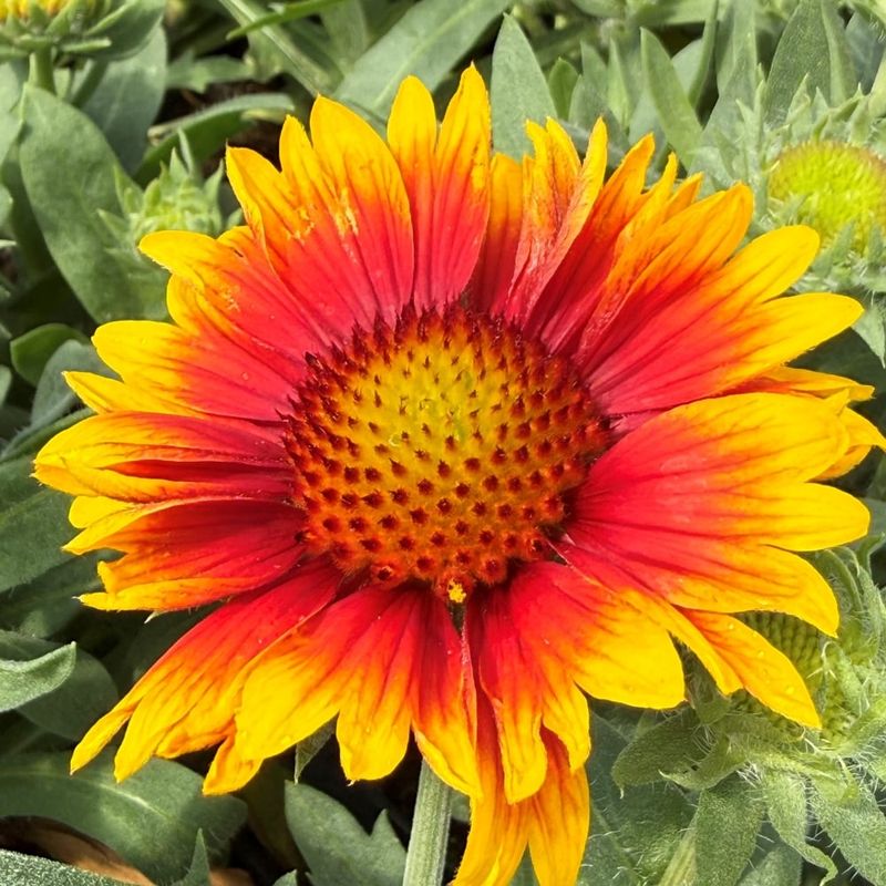 Arizona Sun Gaillardia Arizona Sun Gaillardia