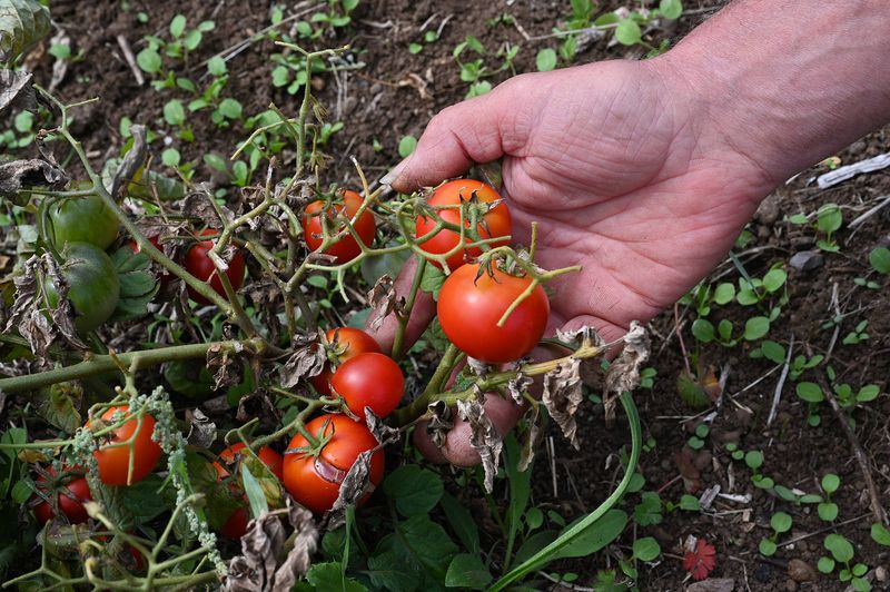Arizona Watering Supports Crops but Cannot Cancel Heat Arizona Watering Supports Crops but Cannot Cancel Heat
