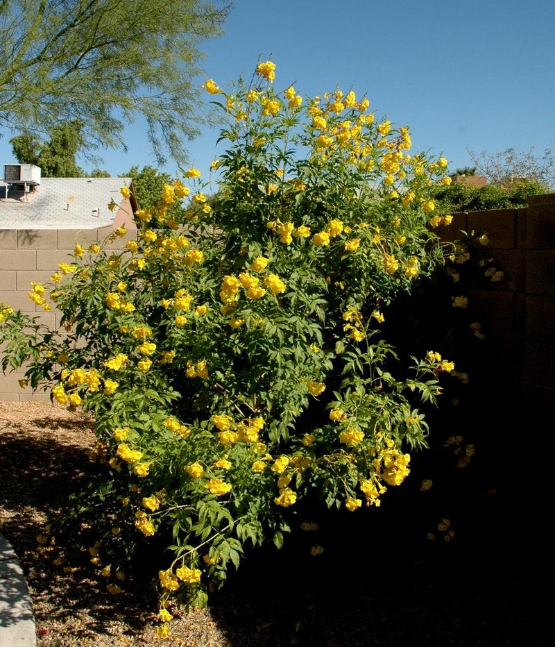 Arizona Yellow Bells (Tecoma stans var. angustata) Arizona Yellow Bells (Tecoma stans var. angustata)