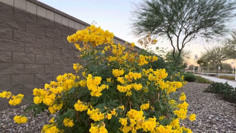 Arizona Yellow Bells Arizona Yellow Bells