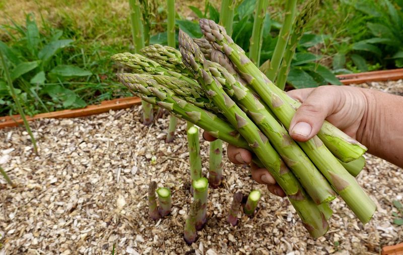 Arizona asparagus rewards patience with a long-lived harvest bed Arizona asparagus rewards patience with a long-lived harvest bed