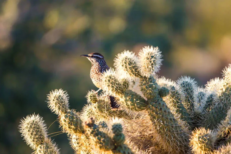 Arizona breeding timing does not provide a simple test Arizona breeding timing does not provide a simple test