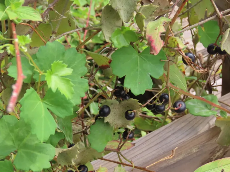Arizona grape ivy is a plausible match, not a confirmed identification