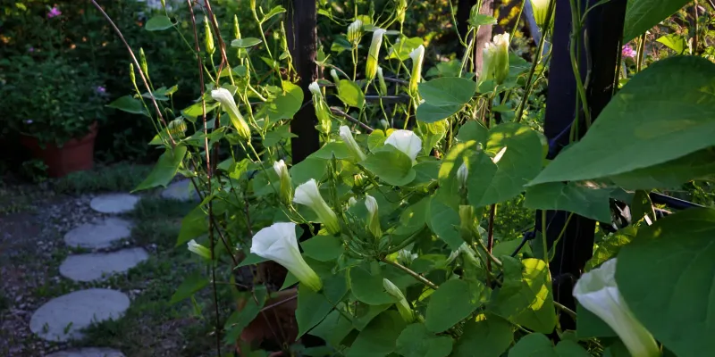 Arizona heat and frost change the growing equation Arizona heat and frost change the growing equation