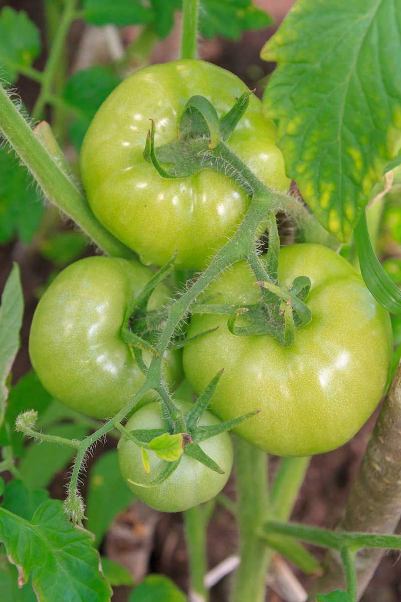 Arizona heat can delay both the crop and its color