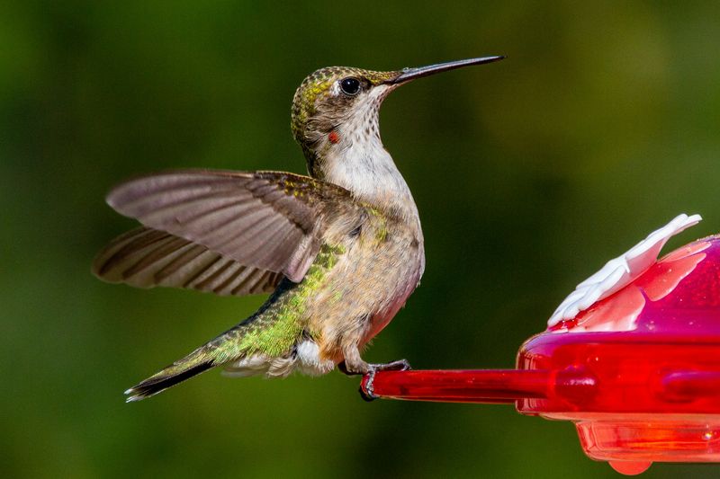 Arizona heat makes nectar care the real feeder challenge Arizona heat makes nectar care the real feeder challenge
