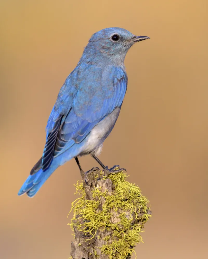 Arizona hosts three bluebird species or forms